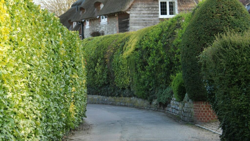 Entretien des haies taille de haie rue