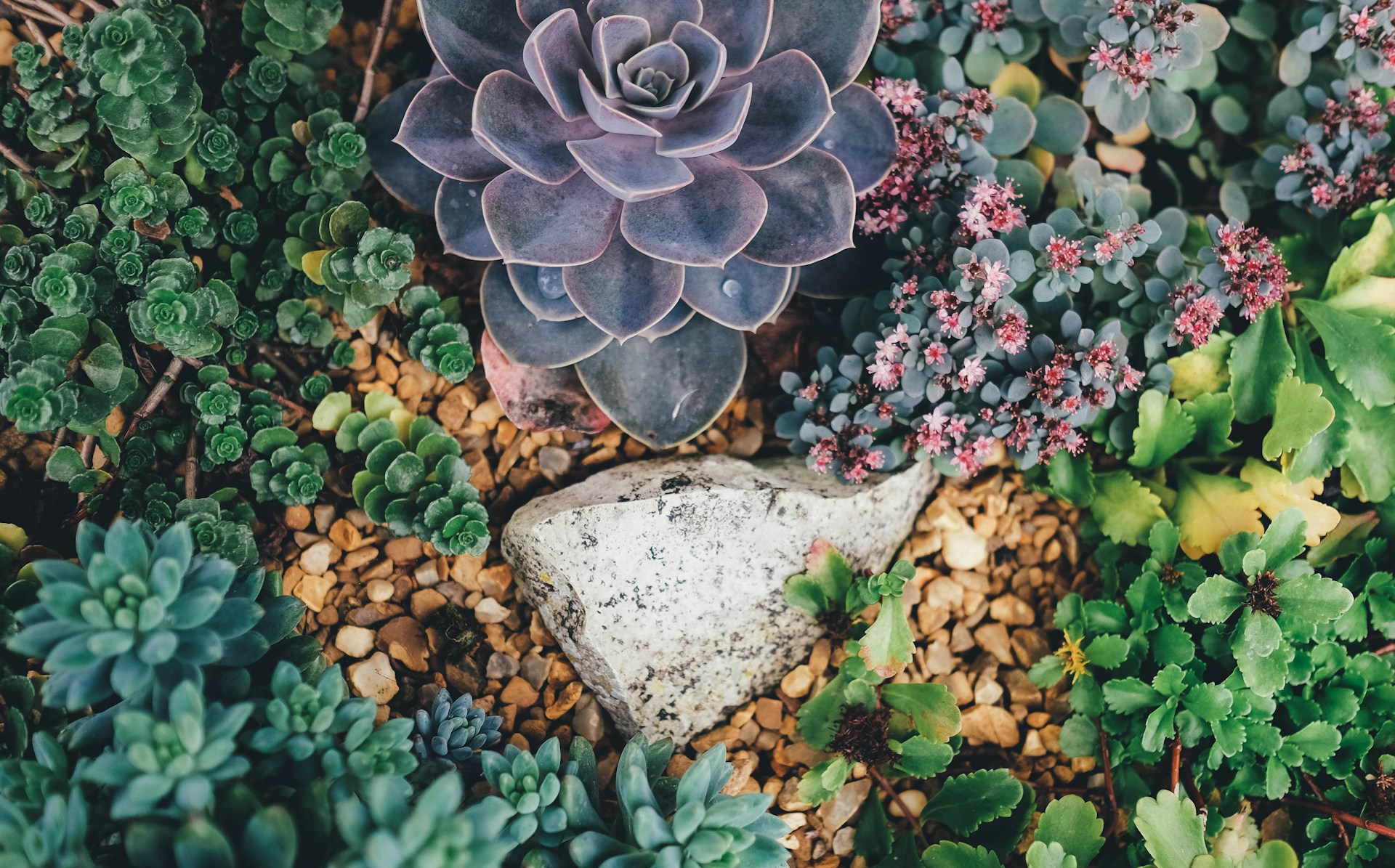 plantes succulentes rustiques sempervivum