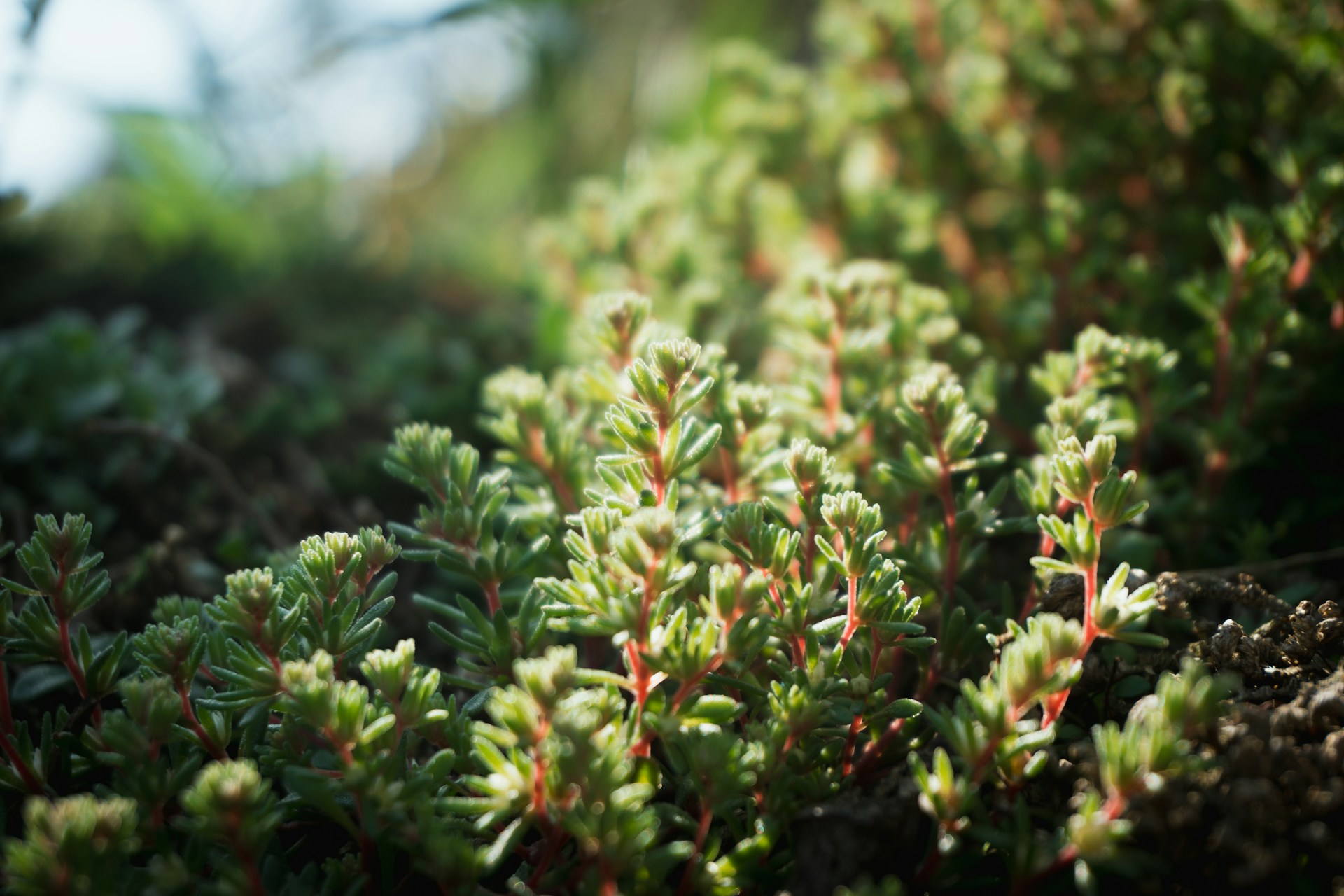 plantes succulentes rustiques orpin